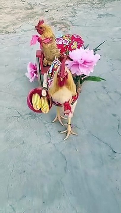 Funny Chicken Video #Shorts