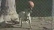 Amazing Ball Balancing Dog