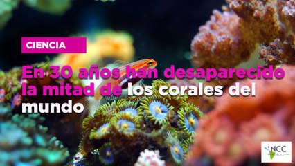 En 30 años han desaparecido la mitad de los corales del mundo