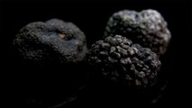 Everything You Need to Know About Truffles