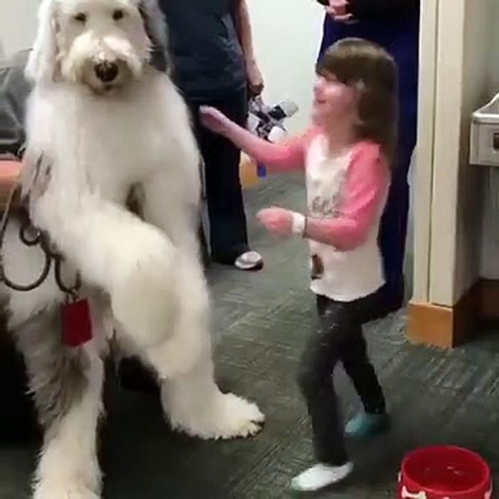 Auditioning to be Santa’s lil pupper  #Shorts