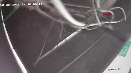 DİYETİ BOZAN KEDİ 'EDWARD', ASMA TAVANDAN DÜŞTÜ