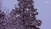 Jingle Bells Calm - Kevin MacLeod | Instrumental Christmas Music | Relaxing  Ambience | Joyeux Noël