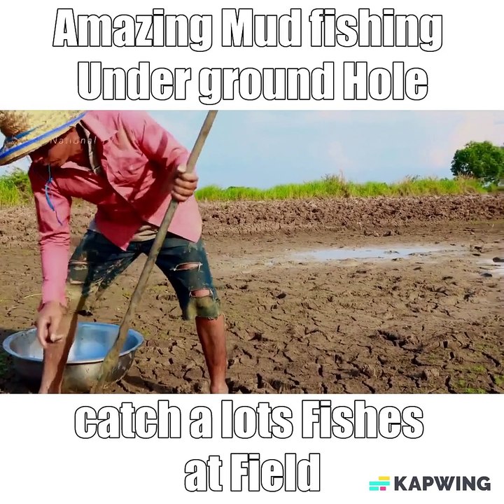 Amazing Mud fishing Under ground Hole catch a lots Fishes at Field by a Fisher man