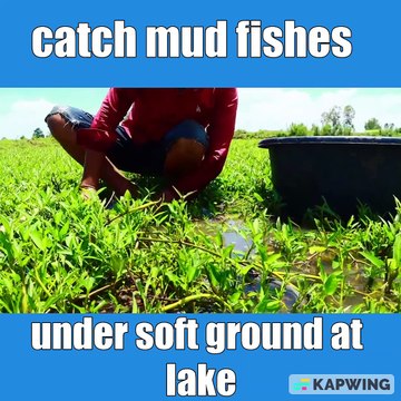 Best Fishing today A fisher man catch mud fishes under soft ground at lake meets Giant Red fishes