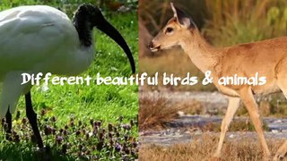 Different funny birds and animals | Funny animals | Funny birds | funny content