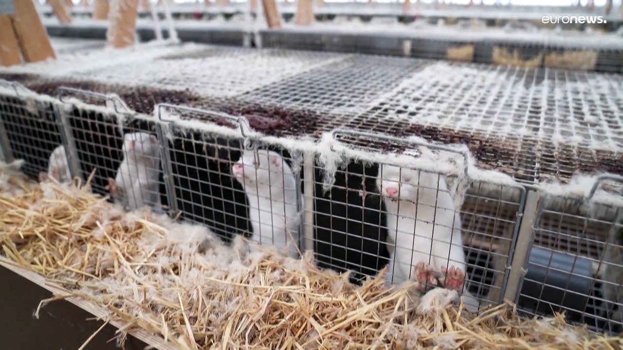From Mink to Drink: The Danish farmers who are moving into brewing