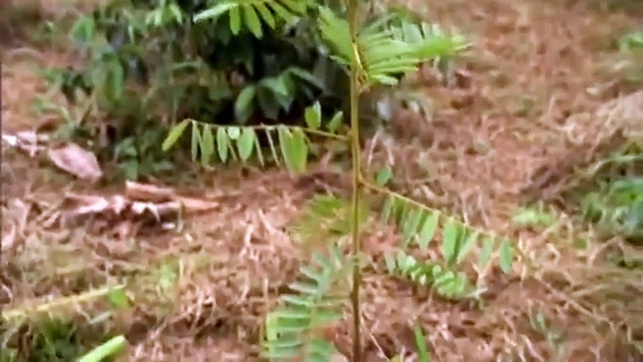 How Stuff Works - Se1 - Ep12 HD Watch HD Deutsch