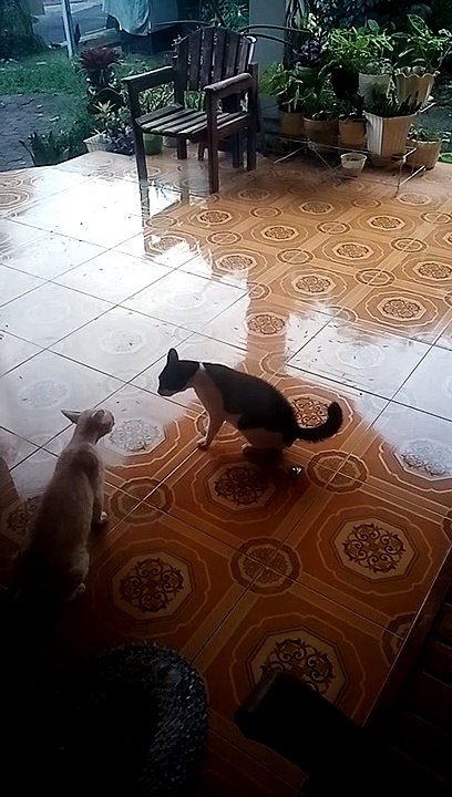 Kucing gelut