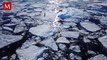 Osos polares en Canadá han disminuido y podrían entrar en peligro de extinción, asegura estudio