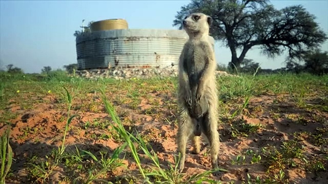 Meerkat Manor - Rise of the Dynasty - Se1 - Ep03 HD Watch HD Deutsch