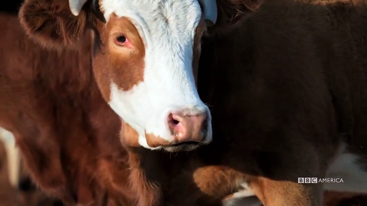 Meerkat Manor - Rise of the Dynasty - Se1 - Ep05 HD Watch HD Deutsch