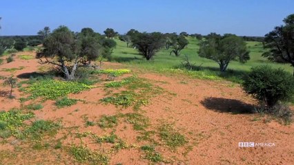 Meerkat Manor - Rise of the Dynasty - Se1 - Ep11 HD Watch HD Deutsch