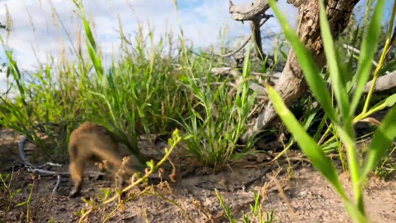 Meerkat Manor - Rise of the Dynasty - Se1 - Ep12 HD Watch HD Deutsch