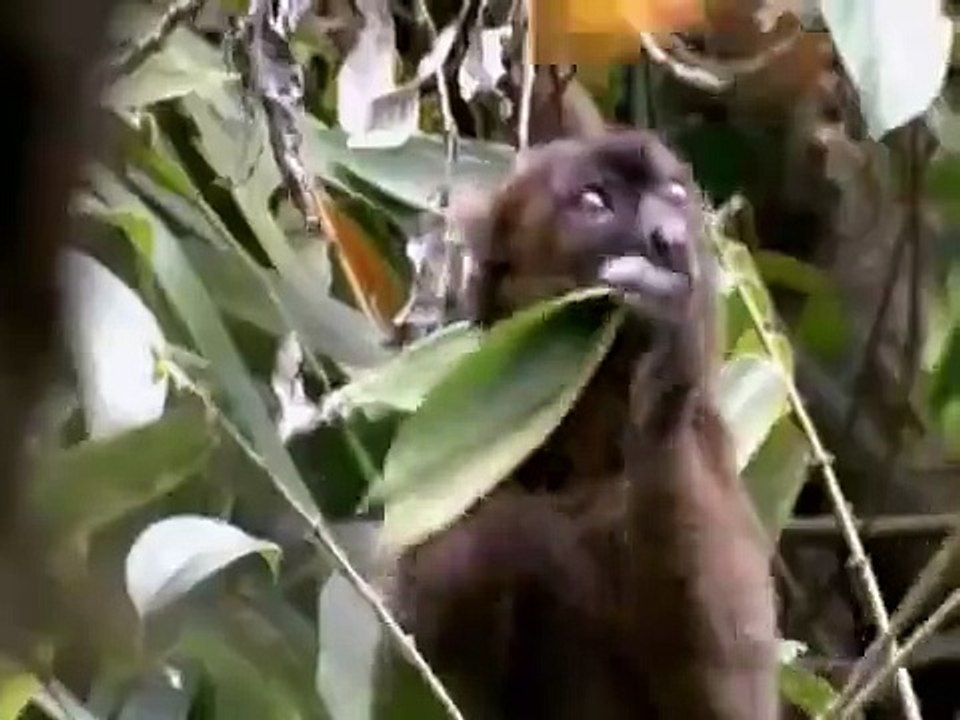 Wild Kratts - Se3 - Ep20 HD Watch HD Deutsch