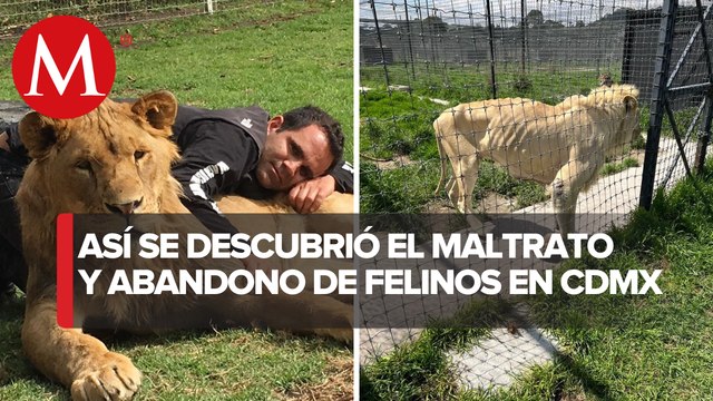 Este año fueron abandonados cerca de 200 felinos de la fundación 'Black Jaguar White Tiger'