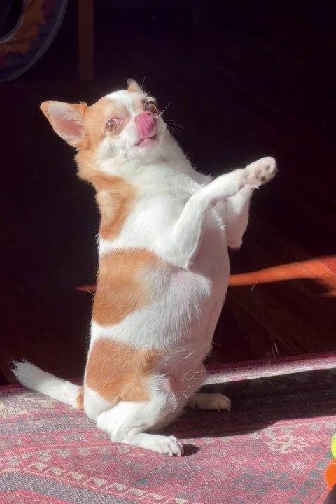 cute masti  dog Mani Meraj   dog mastiff, dog masti status, dog mastitis home treatment, dog mastitis treatment, dog mastitis, dog masti song status, dog mastiff in cartoon, dog mastiff tibetan  dog dance, dog dance video, dog dance song, dog dance