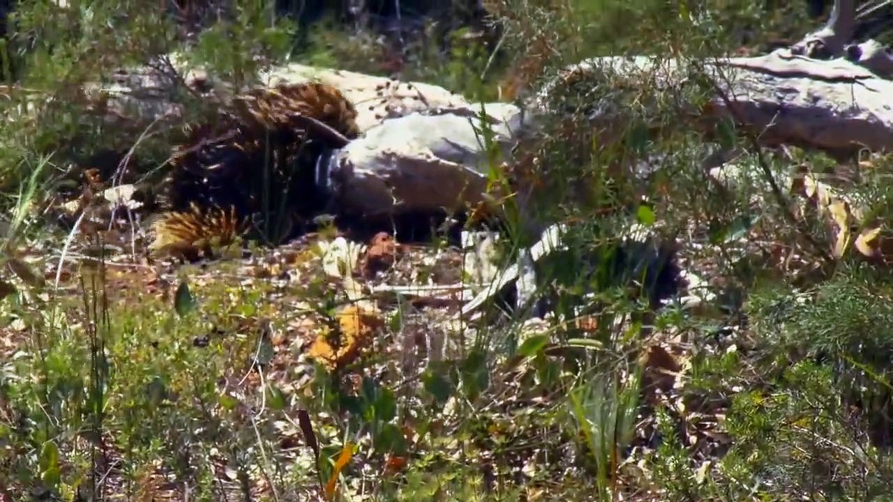 World's Cutest Animals - Se1 - Ep03 - Cool Cats HD Watch HD Deutsch