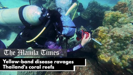 Yellow-band disease ravages Thailand's coral reefs