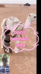 Bocil bermain dengan unta