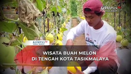 Hebat! Milenial Asal Tasikmalaya Raup Ratusan Juta dari Buah Melon