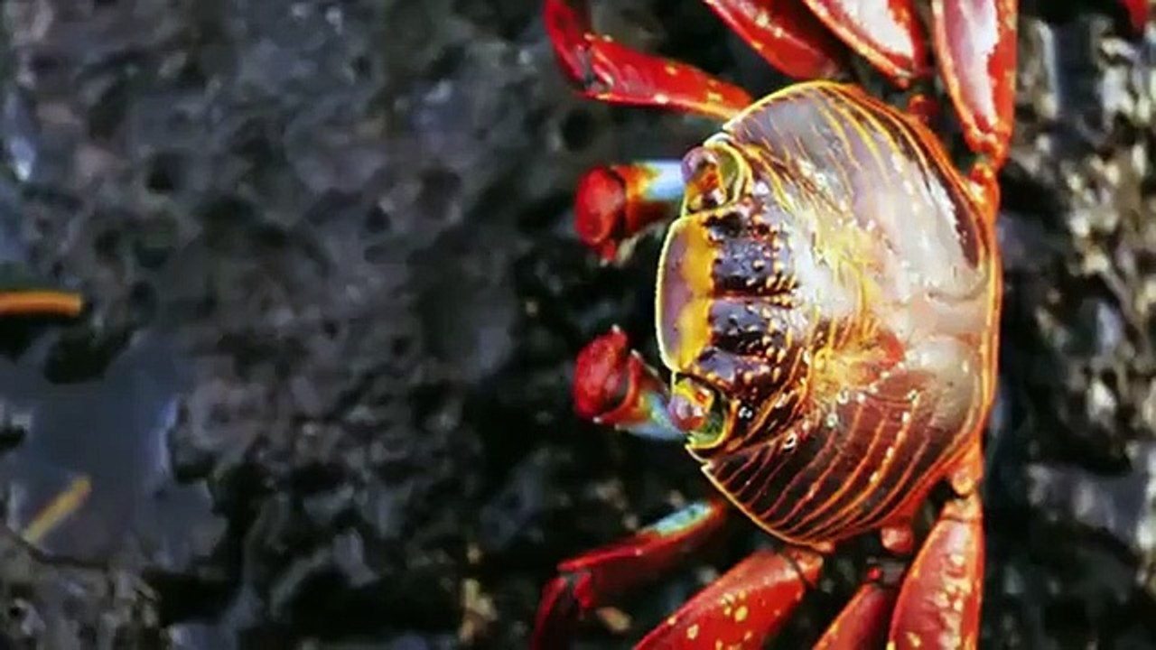 Extinct or Alive - Se2 - Ep01 - The Galapagos Giants HD Watch HD Deutsch