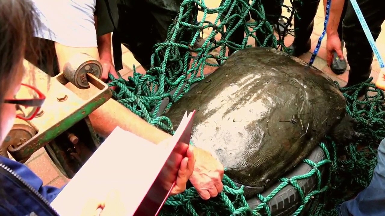 Extinct or Alive - Se2 - Ep06 - The Hidden Turtle of Vietnam HD Watch HD Deutsch