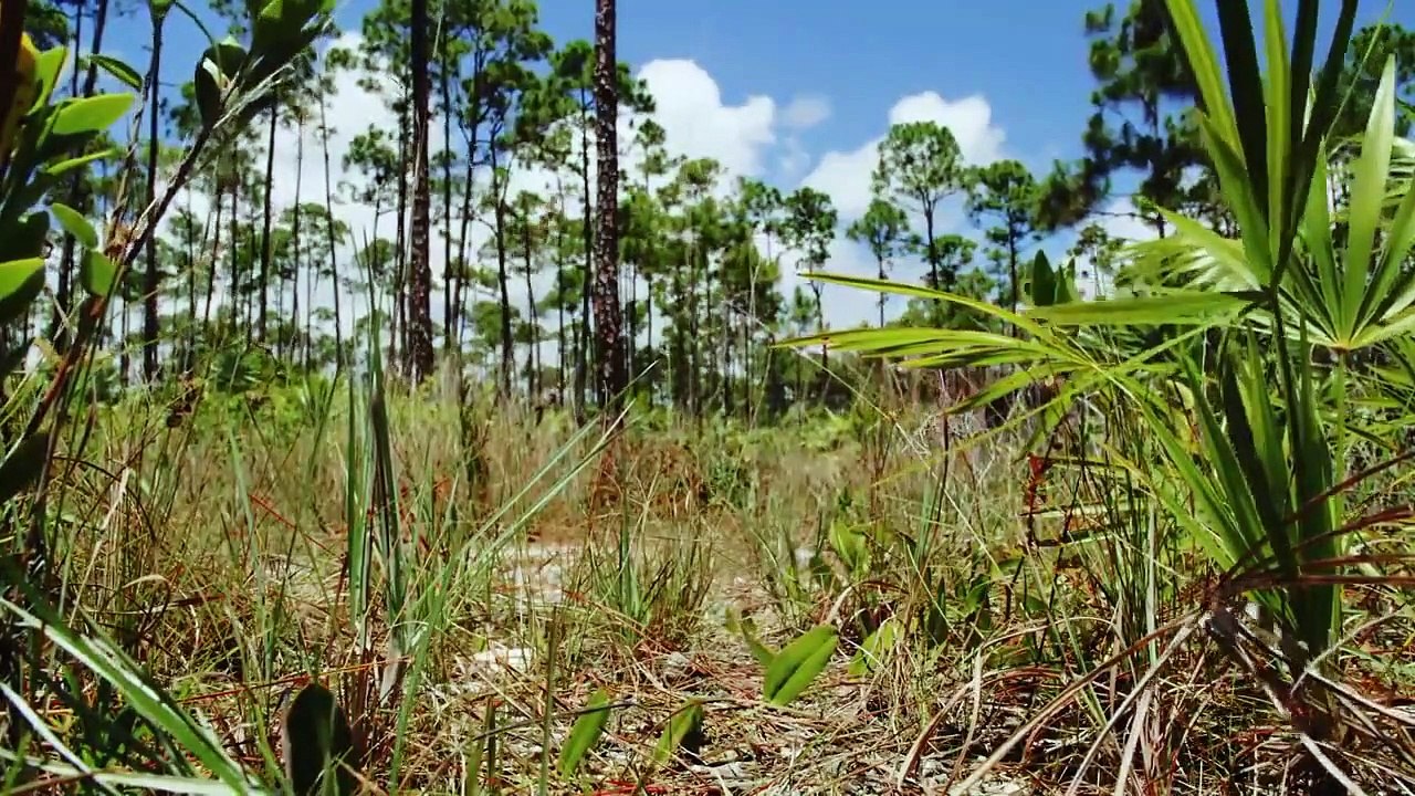 Extinct or Alive - Se2 - Ep04 HD Watch HD Deutsch