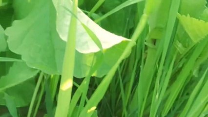 My first vlog !! Anku ke vlog ?? Please support me gyes 