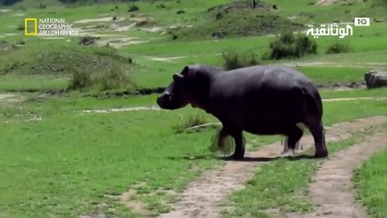 أشرس الكائنات في العالم | ثوران حيوان - الحلقة 2