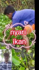 Nyari ikan dapat besarnya