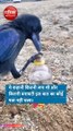 बचपन की कहानी को इस कौवे ने किया साबित, कंकड़ डालकर किया पानी पीने का जुगाड़, देखें वीडियो