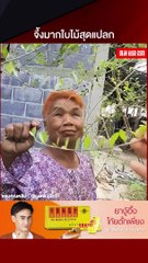 ใบไม้สุดแปลก เปลี่ยนสีผมได้ตามใจ ✨