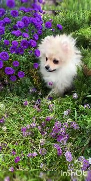 dog dance, dog dance video, dog dance song, dog dance meme, dog dance funny, dog dance kala chashma, dog dance cartoon, dog dance funny video, dog dance status, dog dance shorts trending short video, trending short video song, trending short video editi