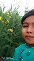 Priyal record mera sarso ka khet