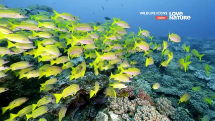 Wildlife Icons: The Interconnected Web of Life 🌿