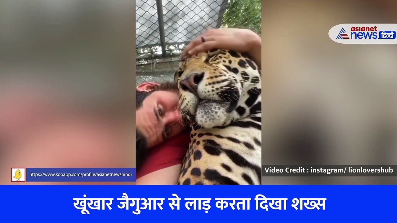 जैगुआर से बच्चे जैसा प्यार, Viral Video देखकर लोगों ने कही ये बात