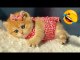 FUNNY CATS COMPILATION 2022 | The Best Funny Cat Videos | HaHa Animals
