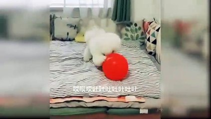 funny dogs videos | funniest dogs | funny dog video 2022