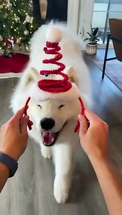 Merry Christmas 1