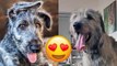 Irish Wolfhound  Cute And Funny Videos And Tik Toks Compilation | HaHa Animals