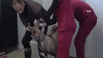 Yaralı dağ keçisi tedavi altına alındı
