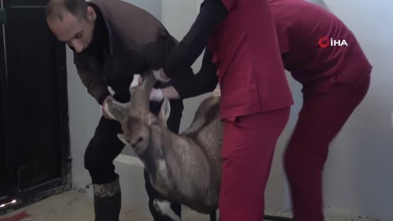 Yaralı dağ keçisi tedavi altına alındı