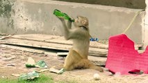 Monkey Drinking. 7up .. Monkey Drunk -MONKEY FUNNY VIDEO