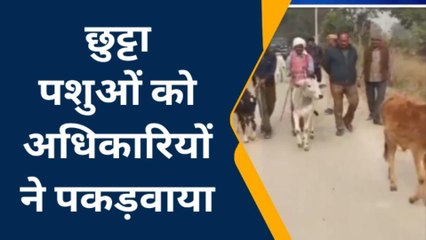 बस्ती: खंड विकास अधिकारी ने खुद पकड़वाया छुट्टा पशु
