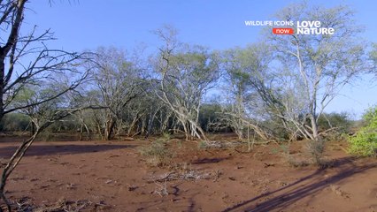 Wildlife Icons - Crocs and Hippos of Ndumo