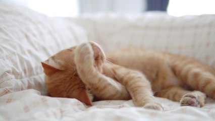 Environnement : les chats ont-ils eux aussi une "mémoire épisodique" ?