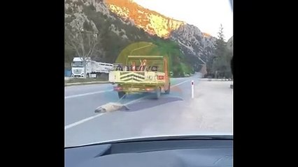 Köpek cesedini araca bağlayıp sürüklediler