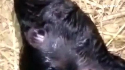 बहराइच: कुदरत की करिश्मा, भैंस ने बिना पैर वाले बच्चे को दिया जन्म