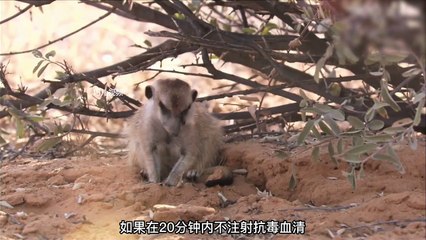 The highly poisonous cobra bit the mongoose's eyes, and the venom has entered the mongoose's heart. Can the mongoose survive the cobra's venom?